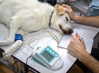 Hospitalisation d’un chien